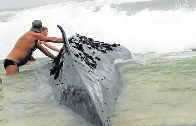  Swimmers try to push the whale out to sea, but it was already dead