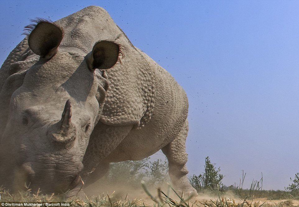 Charging rhino