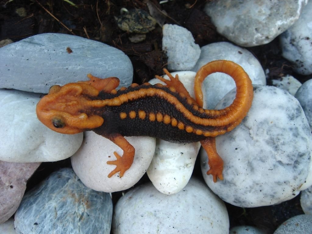 tylototriton newt