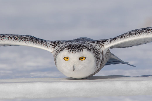 Click to enlarge Snow, owl