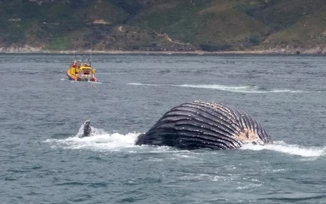 Whale carcass