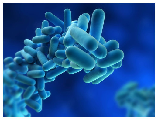 Image of bacteria