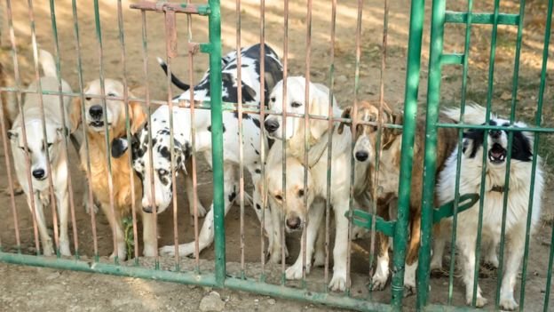 Click to enlarge pack of dogs