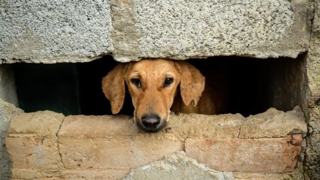 Click to enlarge dog peeking