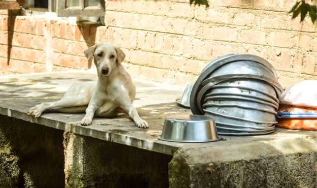 dog with bowls