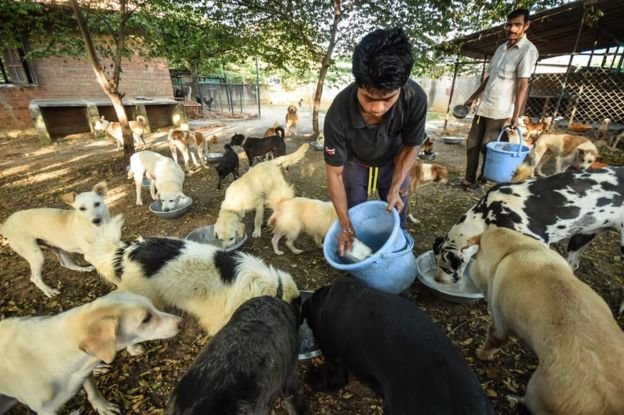 Man feeding dogs