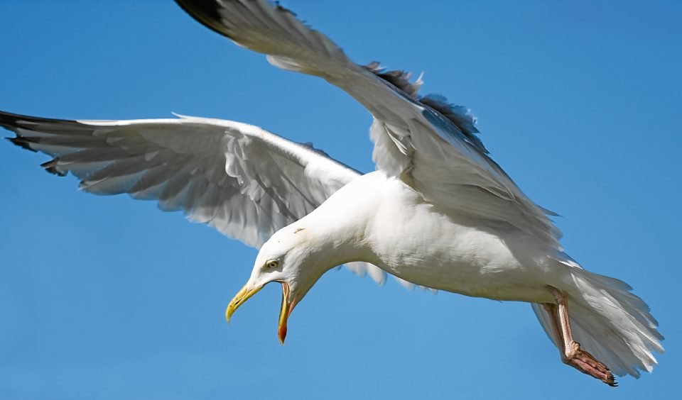 Some people even attended A&E after seagull attacks.