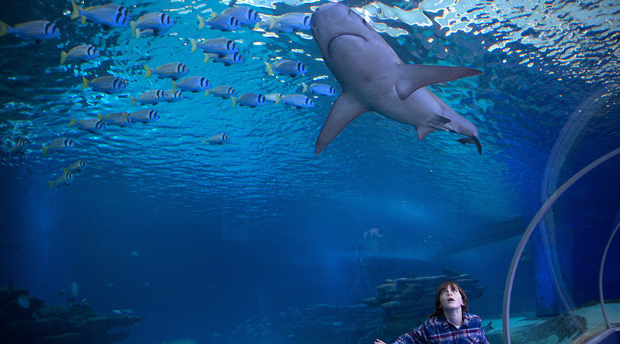 Child looking in large aquarium