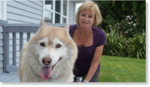 Click to enlarge Jude Merwood says she and her Husky Sam were attacked by three cats while walking in Taupo.