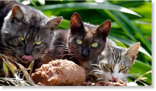hree wild or feral cats attacked a Taupo woman and her dog while they were out walking. These are not the cats.