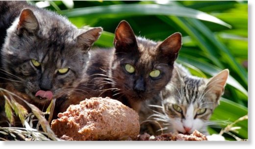 Click to enlarge hree wild or feral cats attacked a Taupo woman and her dog while they were out walking. These are not the cats.