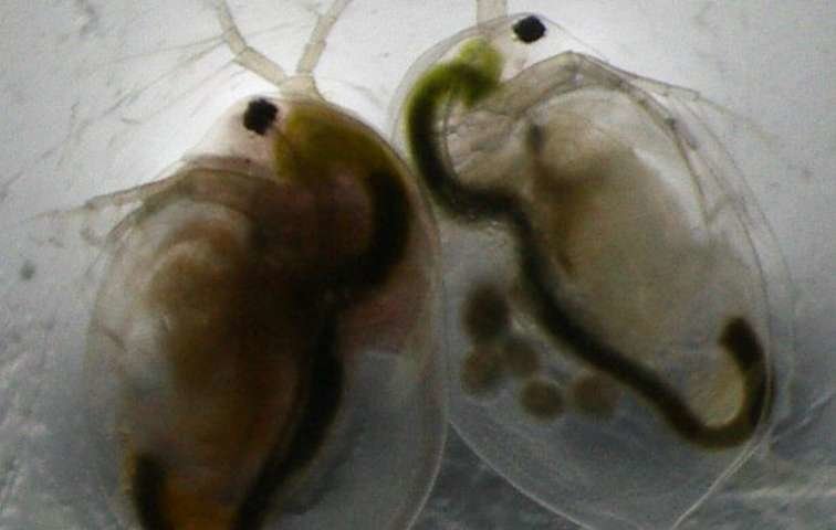  Daphnia, waterflea