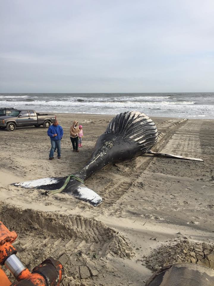 Dead whale