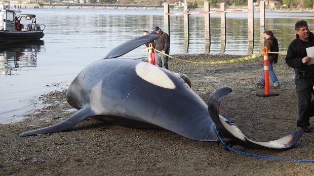 Click to enlarge Officials with the Department of Fisheries and Oceans inspect a dead orca near Sechelt, B.C., on Dec. 21, 2016.