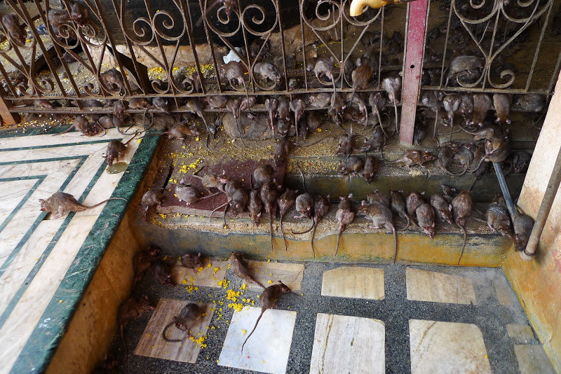 Rats