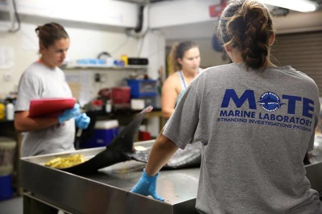 Marine Marine Laboratory staff and interns conduct a necropsy on a dolphin found on the shore of Longboat Key on Tuesday, Dec. 20, 2016