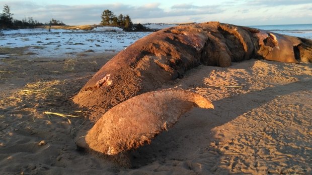 Click to enlarge A wildlife officer says it isn't uncommon for whales to wash up on shore on P.E.I.