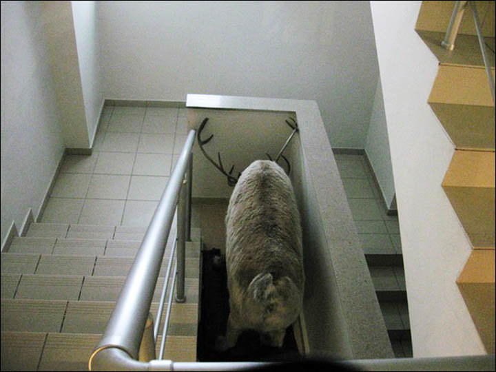 Click to enlarge A horse was taken the stairwell of an apartment block in Nefteyugansk. And in Tarko-Sale, a reindeer.