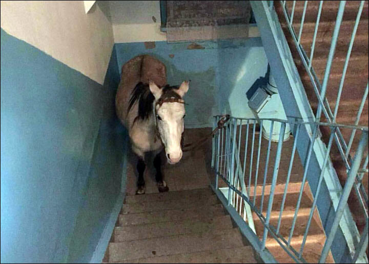 Click to enlarge horse