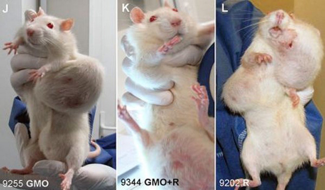 Click to enlarge Seralini's rats