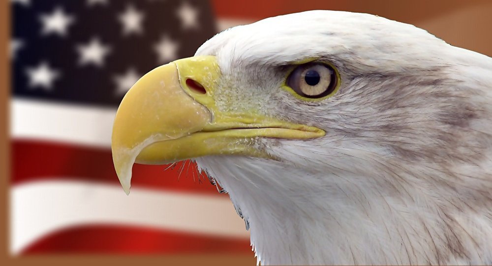 Bald headed eagle with American flag