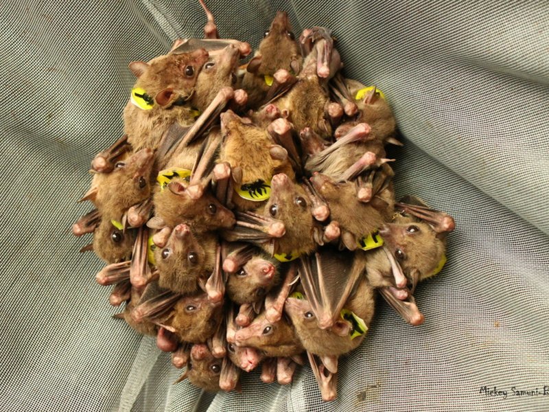 fruit bats