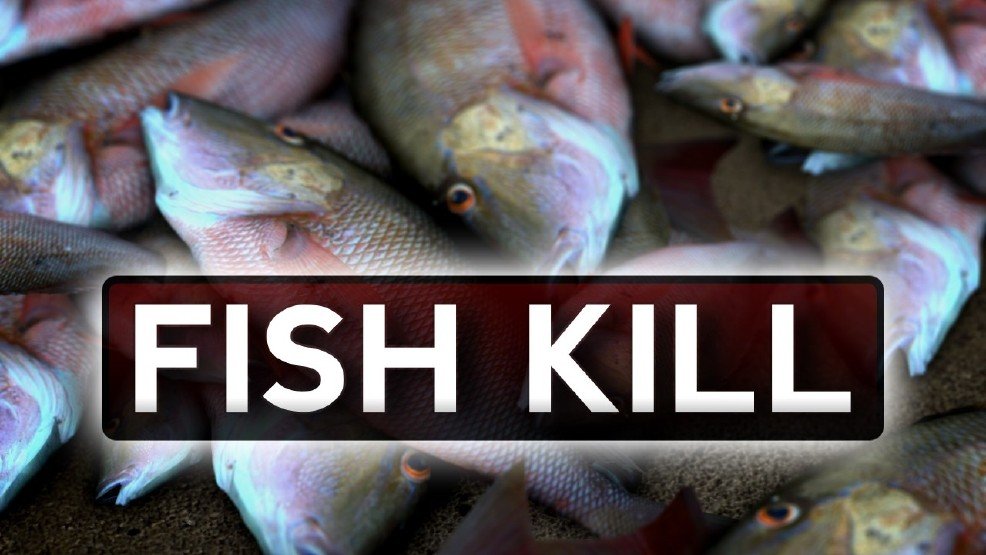 Click to enlarge Fish kill