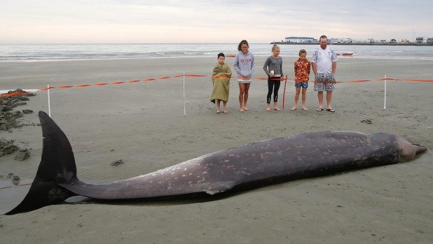 Locals gather around the whale which beached itself at Caroline Bay. 