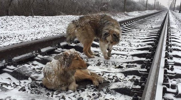 Dogs on rail tracks