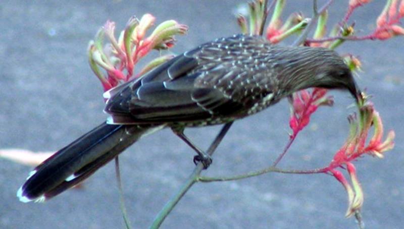 mass bird death australia