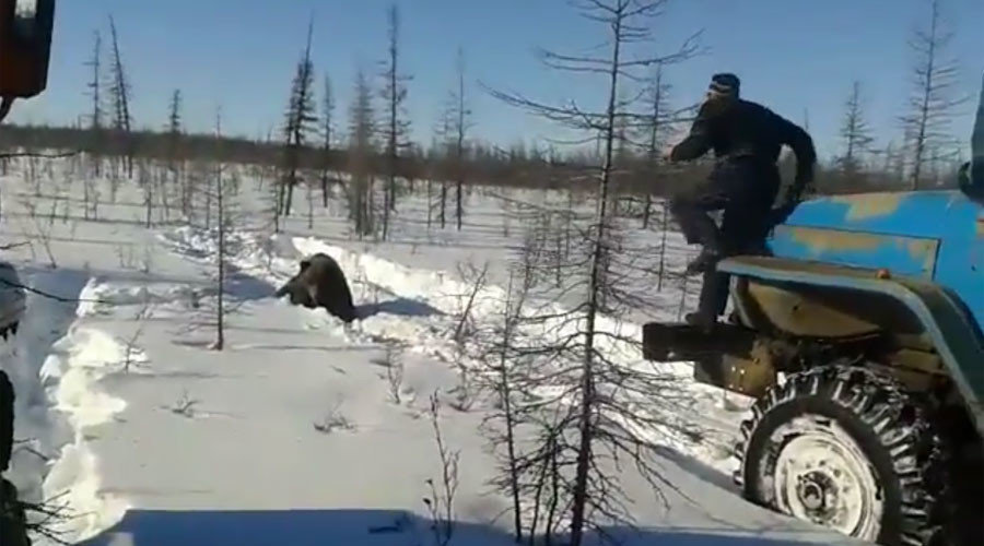 bear siberia