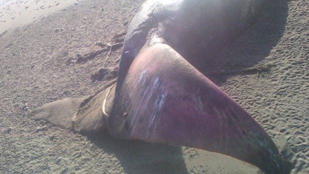 Carl Linnell said it looked like the whale had been on the beach for a few days.