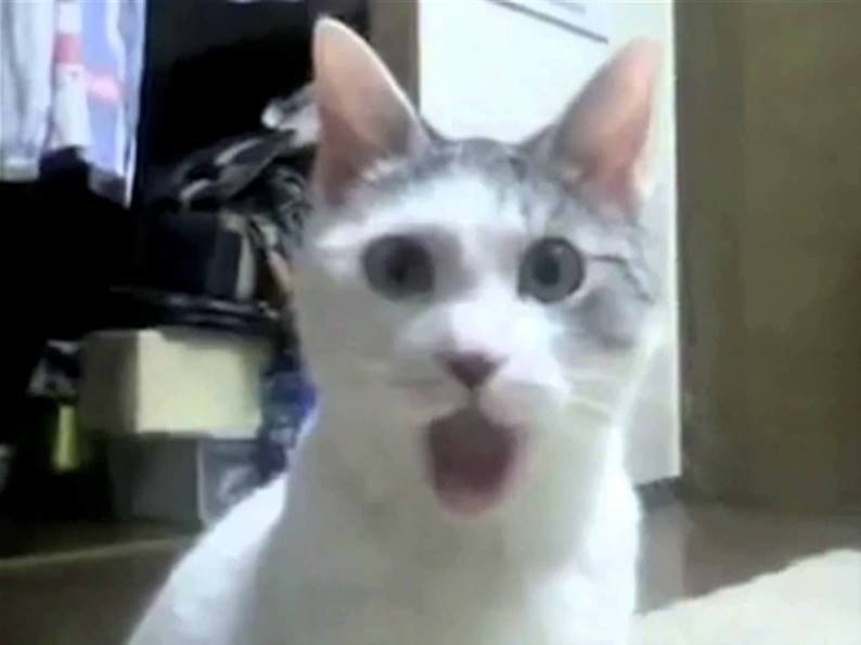 Click to enlarge kitty jaw drop