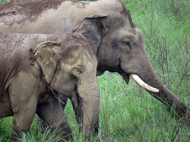 elephants