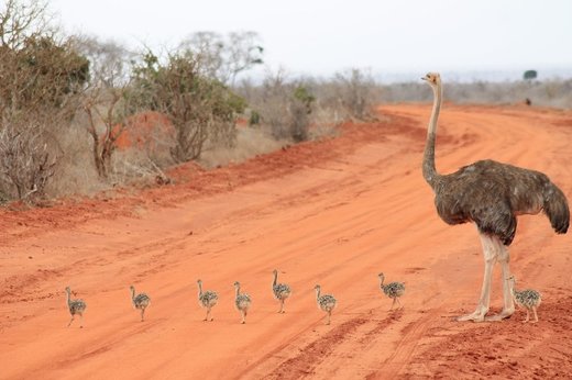 Click to enlarge Lottle ostrichs