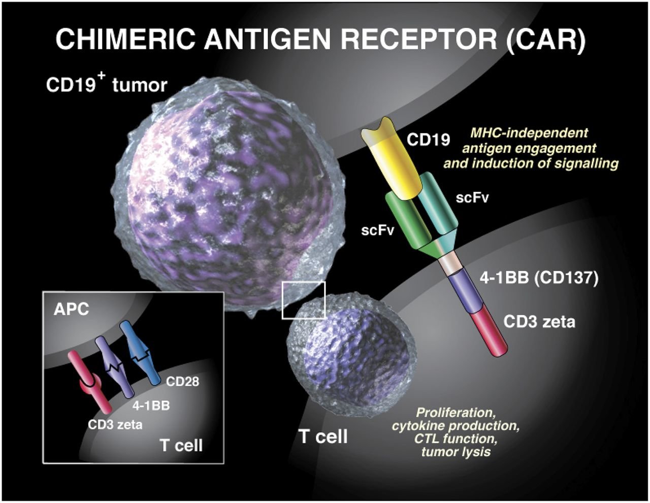 targeted chimeric antigen receptor T-cell therapy