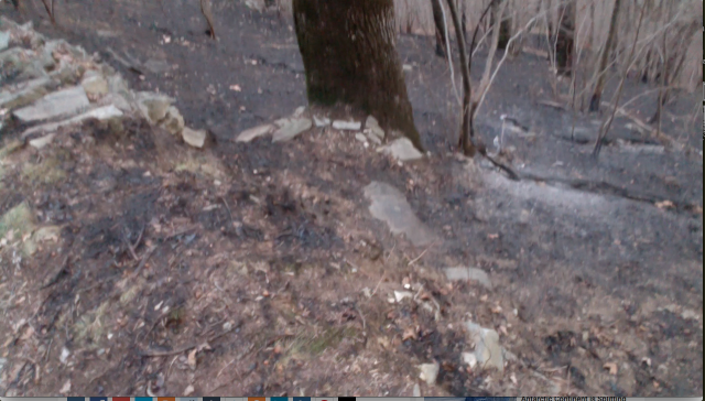 Click to enlarge Wildfire Mesocco, Switzerland, smoldering tree root, all surrounding trees and bushes intact