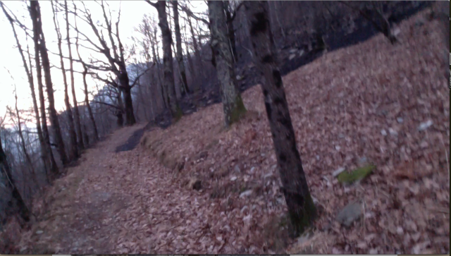 Click to enlarge Forestfire Mesocco, blackened ground all surrounding trees intact