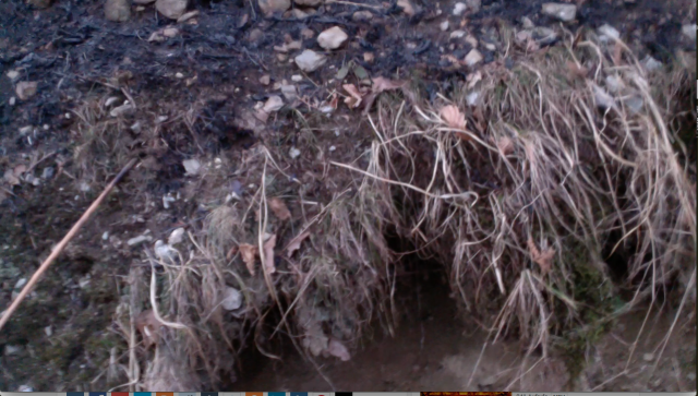 Click to enlarge Wildfire Mesocco, soil and leavese burnt, dry grass left intact