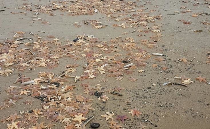 Dead Starfishes