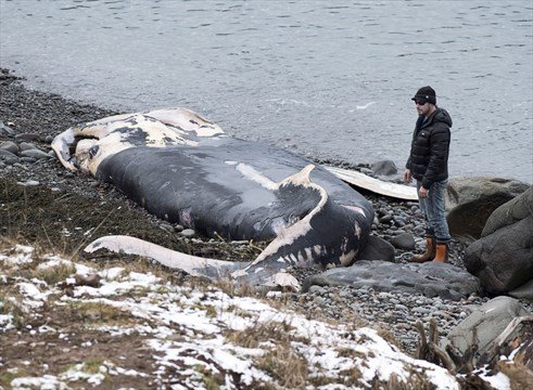Click to enlarge Dead whale