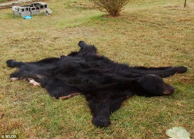 Another hunter fired the fatal shot that finally killed the bear, and the group skinned it 