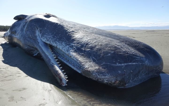 The dead sperm whale that washed up on Rabbit Island today.
