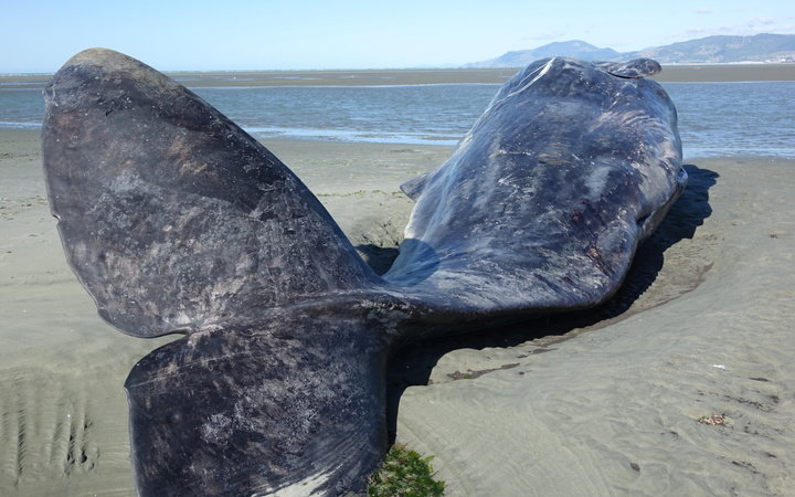 The dead sperm whale that washed up on Rabbit Island