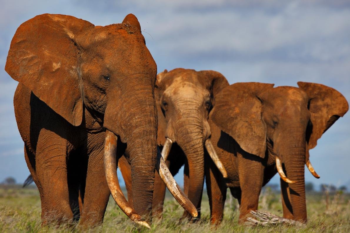 elephants