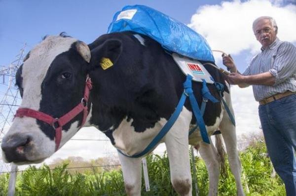 andy backpack for cows to store their farts