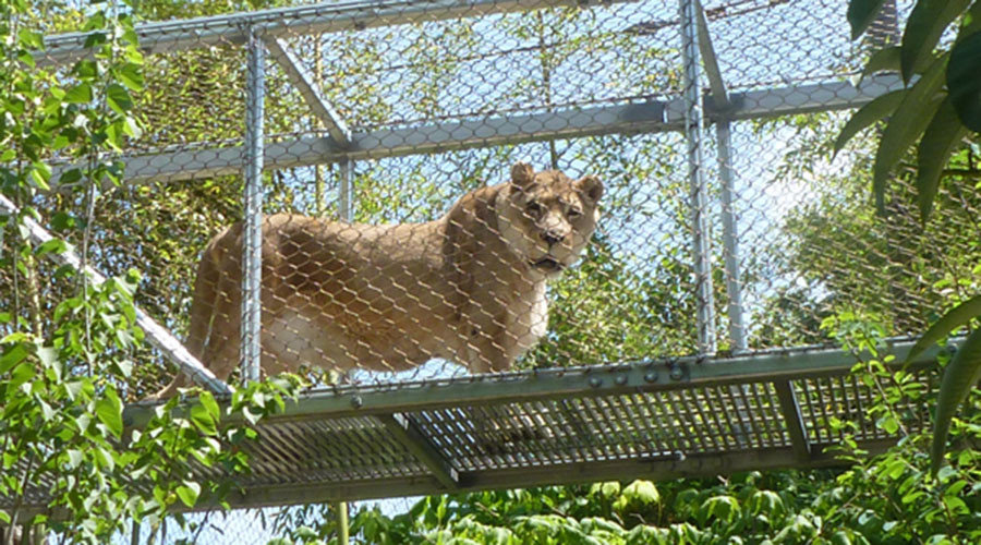 zenda lion