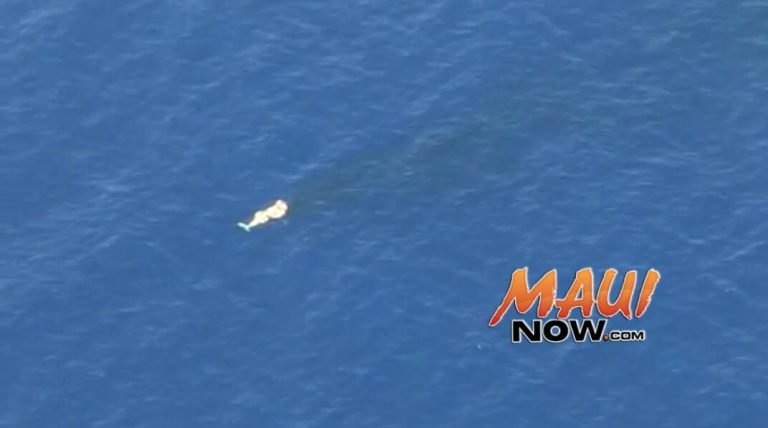 Whale carcass, file image courtesy DLNR of the carcass off Kauaʻi earlier this week.