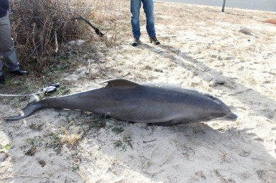 A dead bottlenose dolphin was found off Sandy Hook on Friday. 