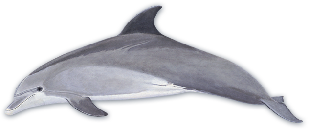 Dolphin